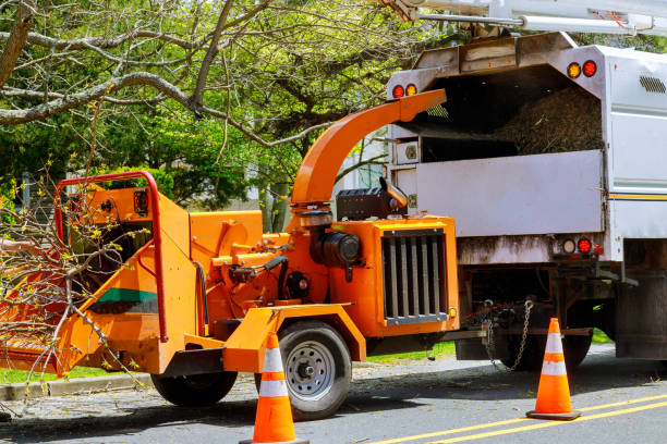 How Our Tree Care Process Works  in Whitney Point, NY